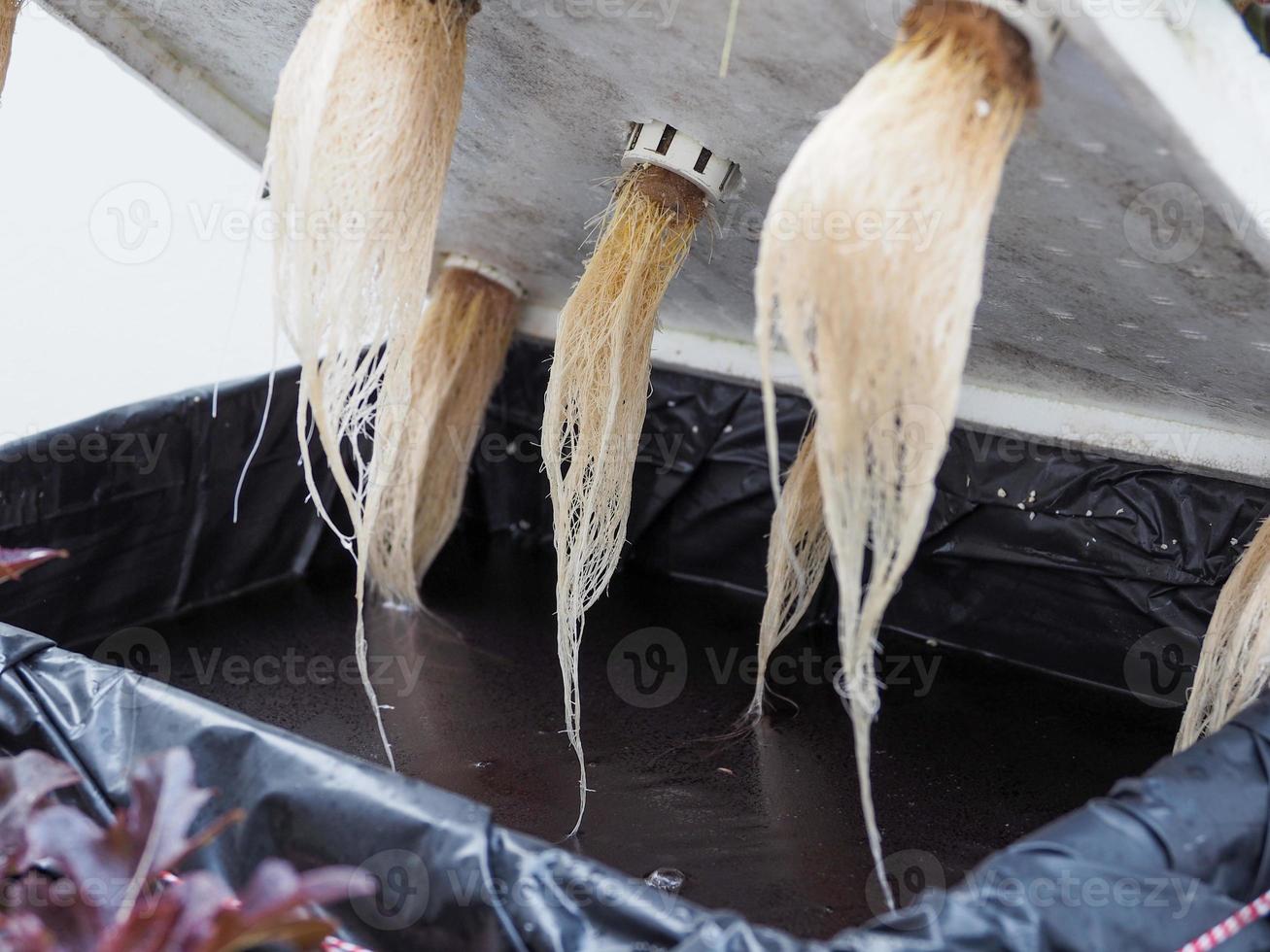 The roots of hydroponic vegetables are completely safe. photo