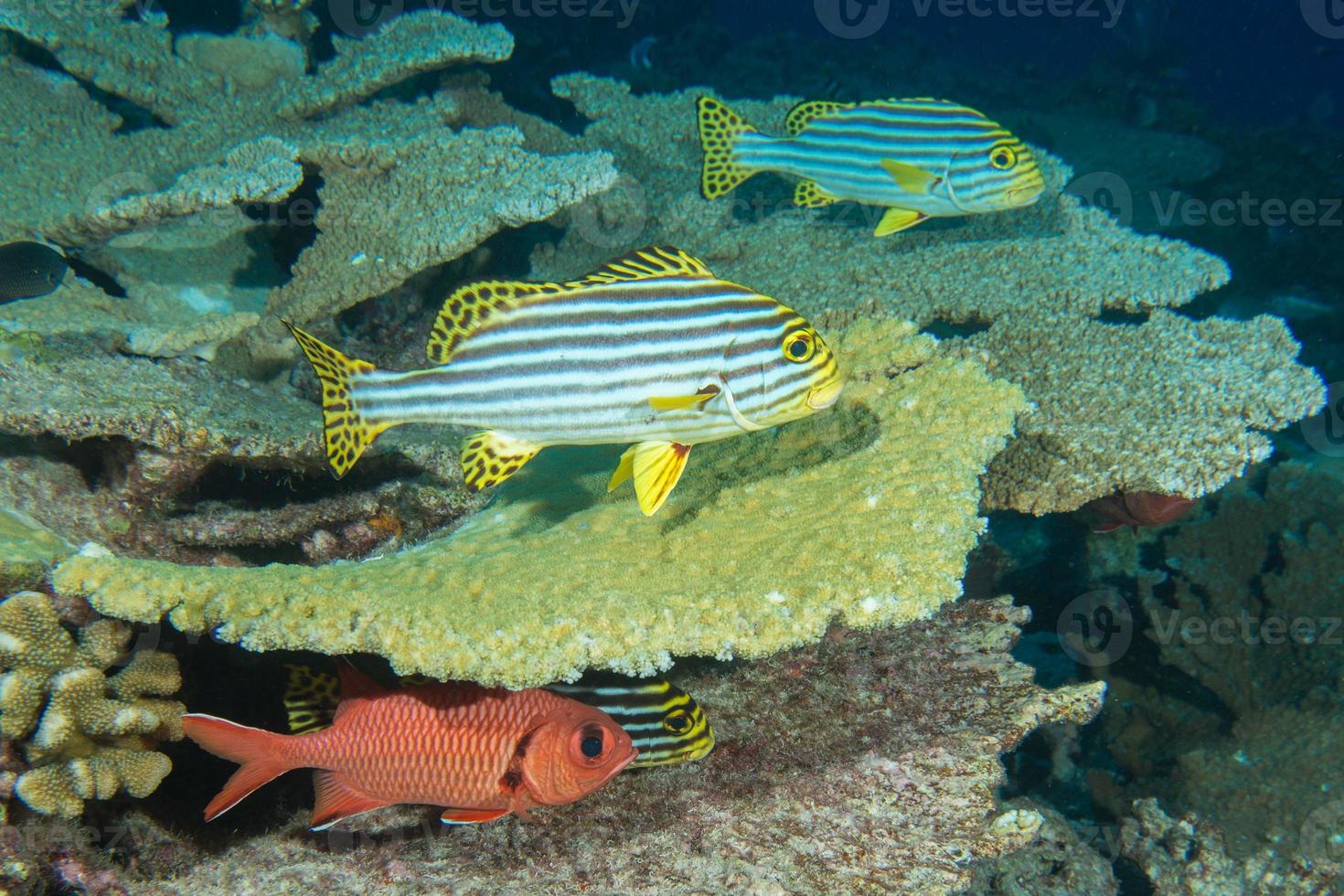 Sweet lips fish in the corals background photo