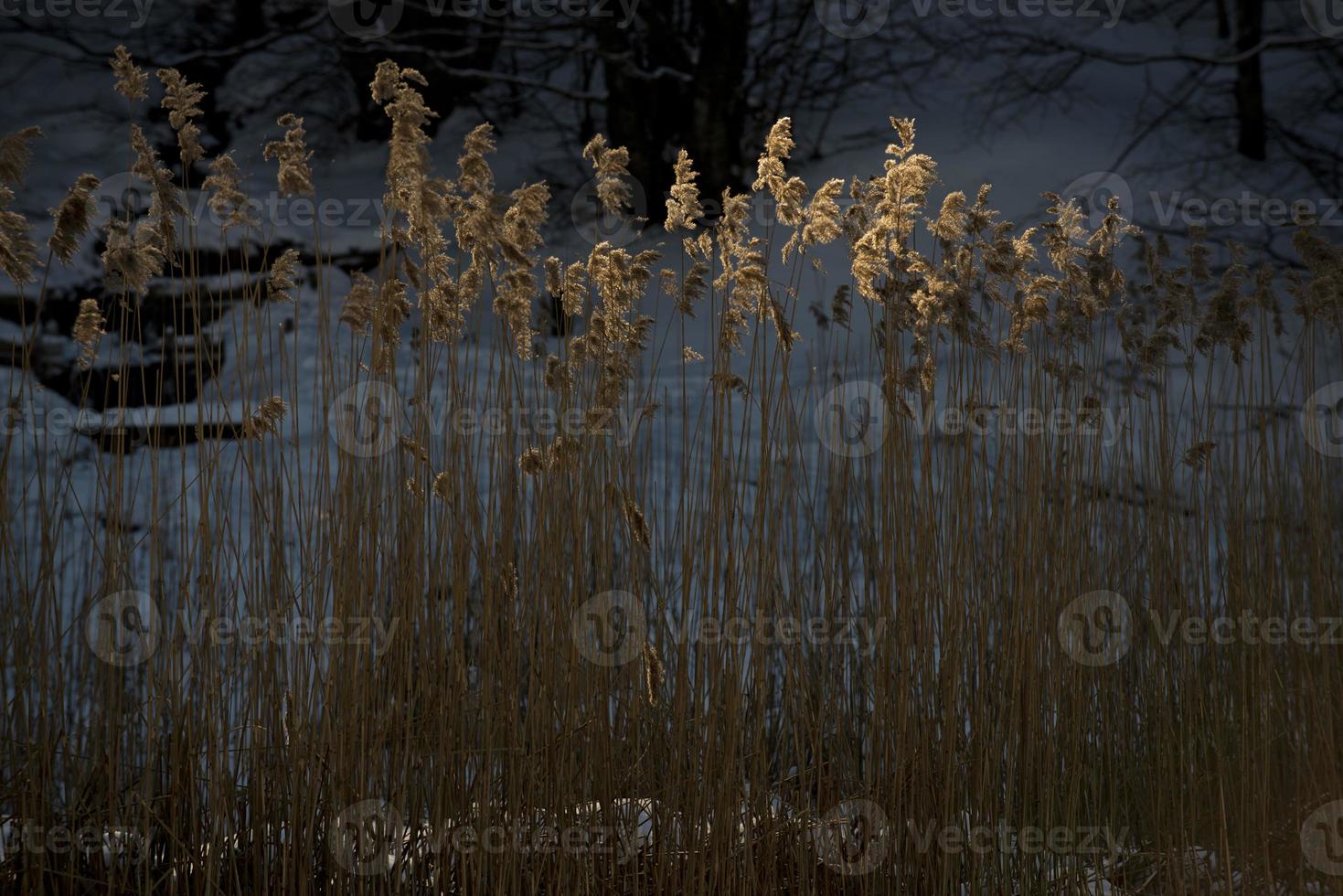 dorado plantas cerca arriba cruzado por ligero haz en invierno hora foto