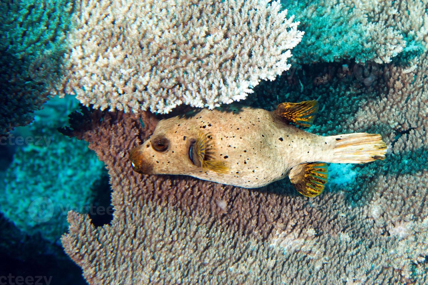 colorful ball puffer fish on the reef background photo