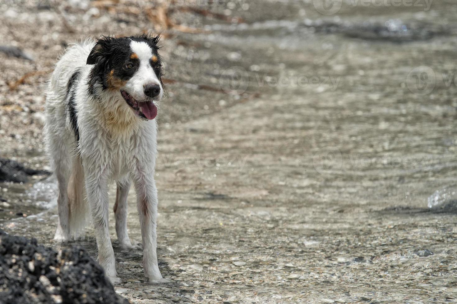 dogs playing on the beach photo