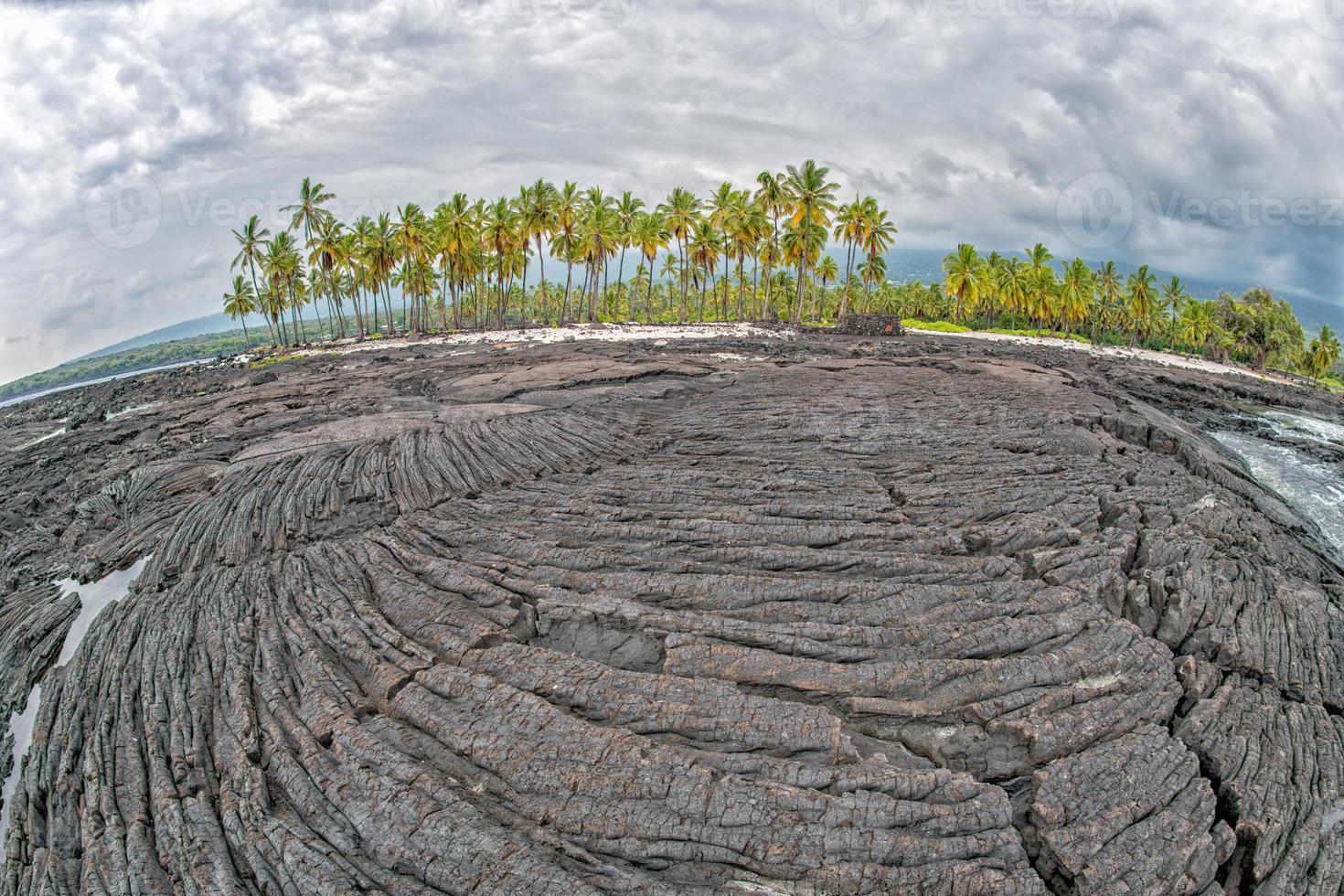 big island hawaii lava and sea and palm trees photo