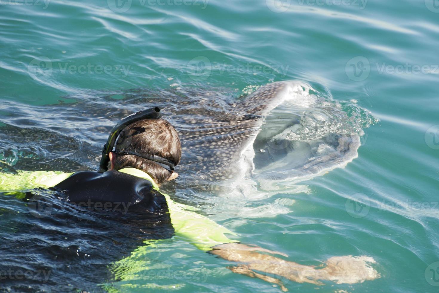 Whale Shark while eating 20177645 Stock Photo at Vecteezy