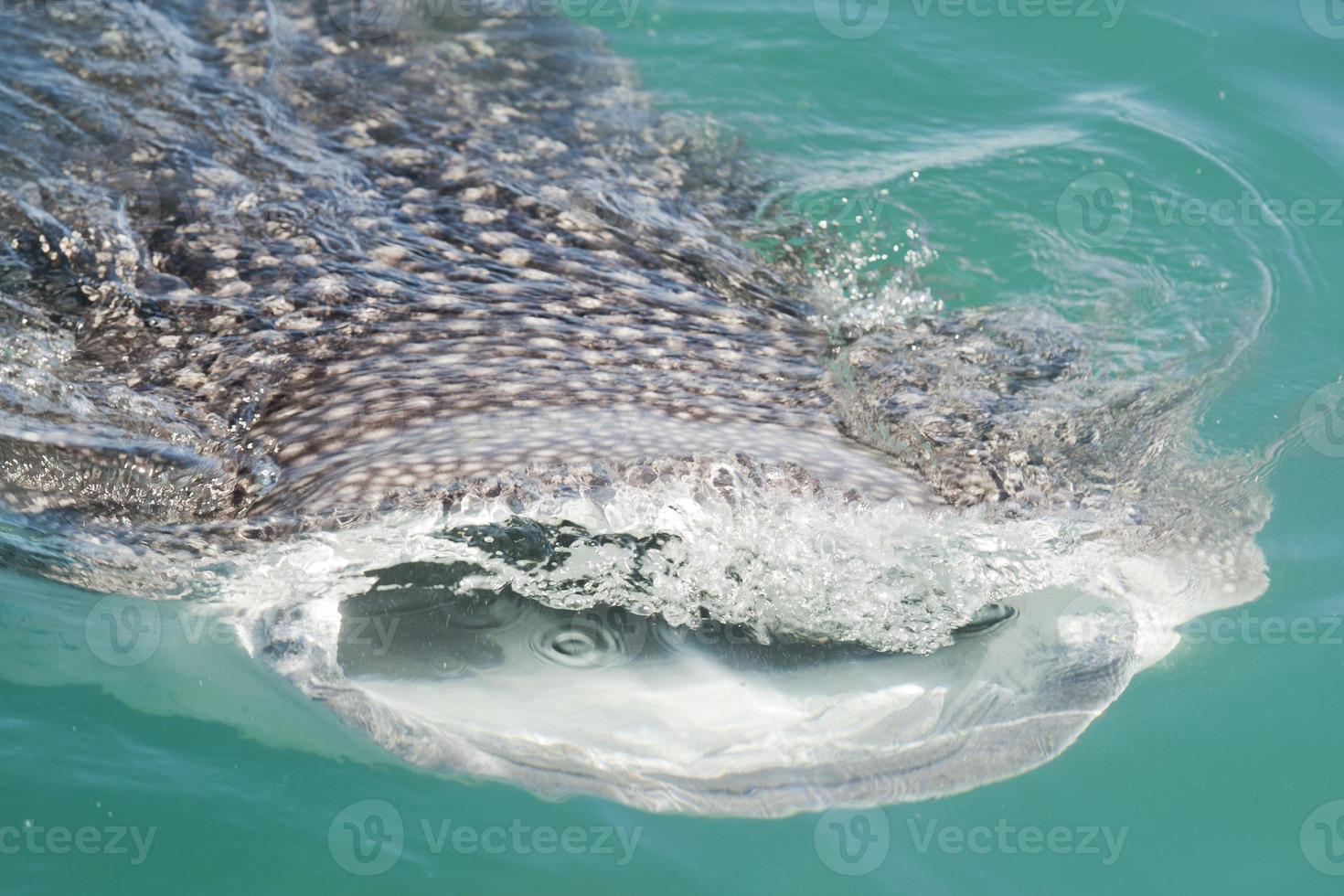 tiburón ballena mientras come foto