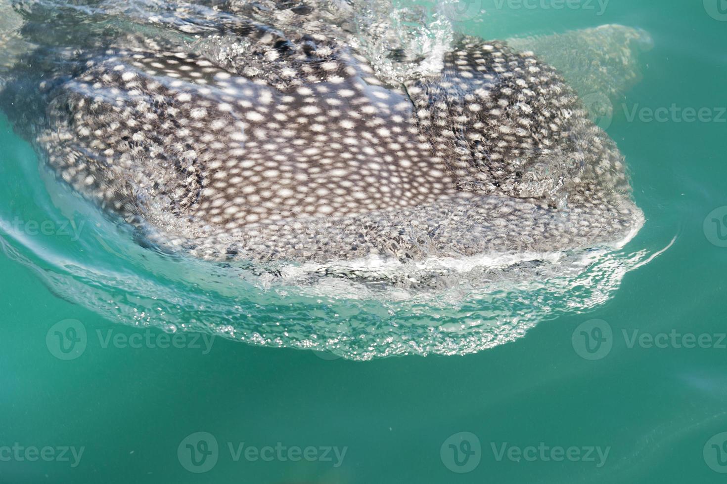 Whale Shark while eating photo