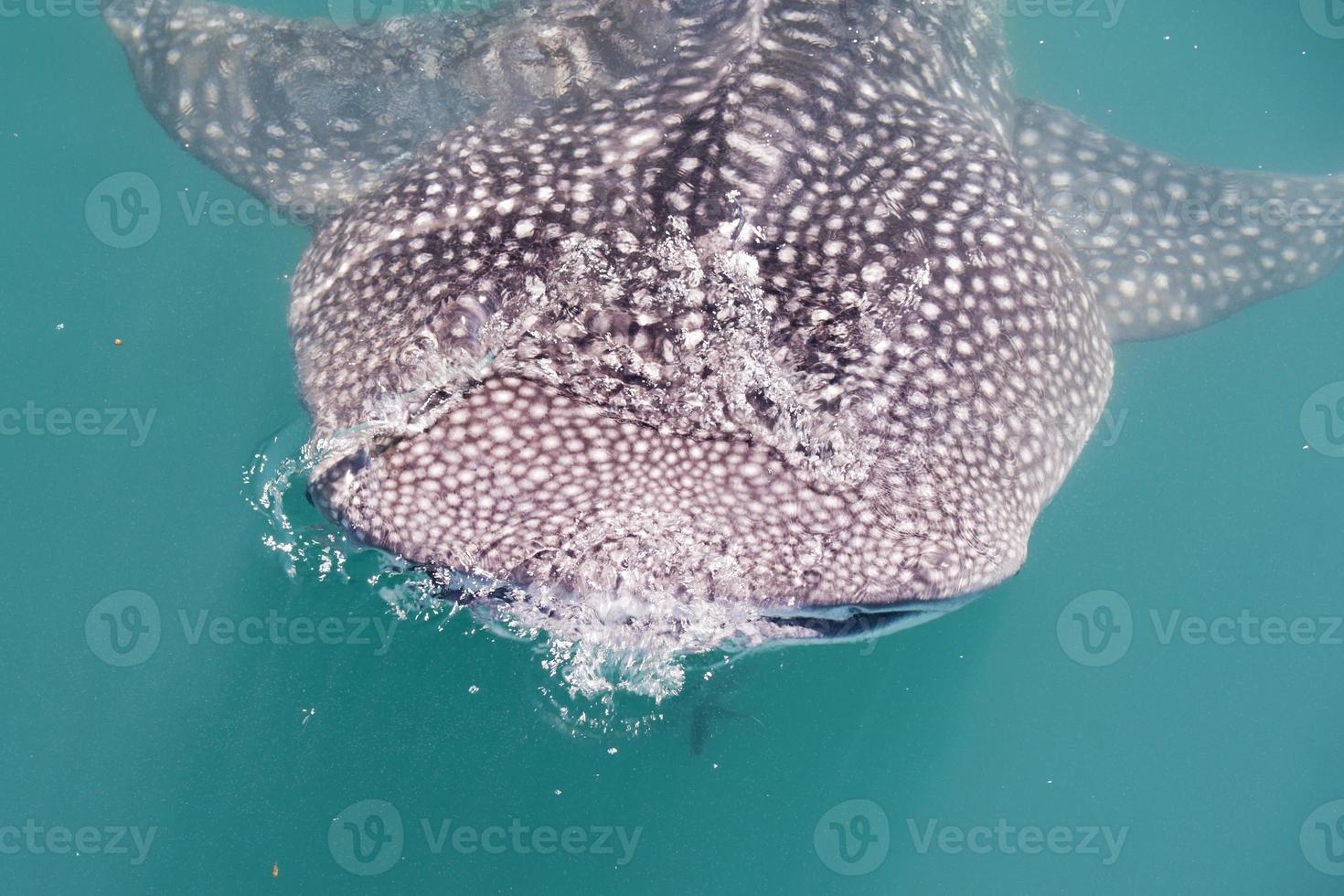 Whale Shark while eating photo