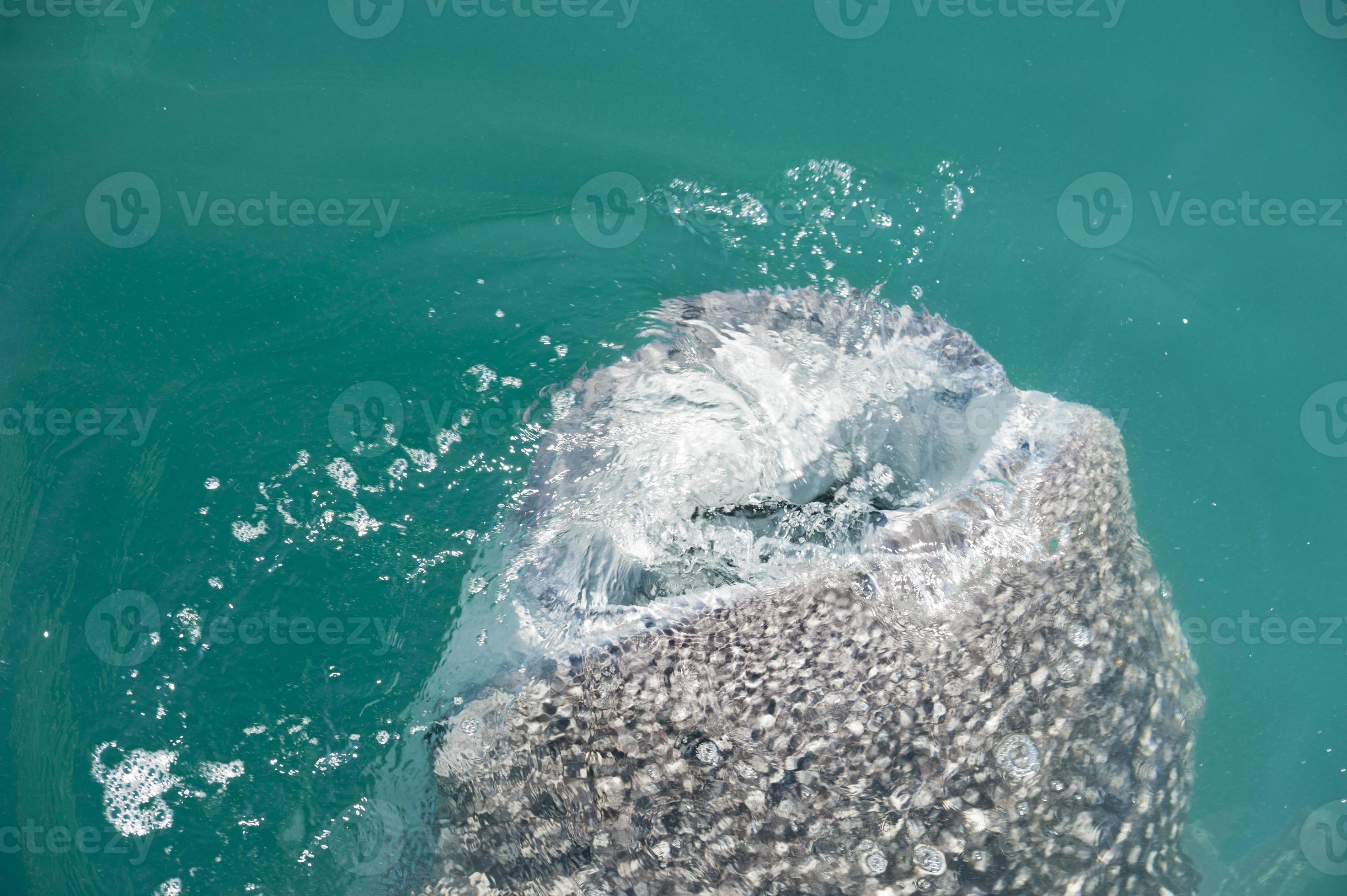 Whale Shark while eating 20177660 Stock Photo at Vecteezy