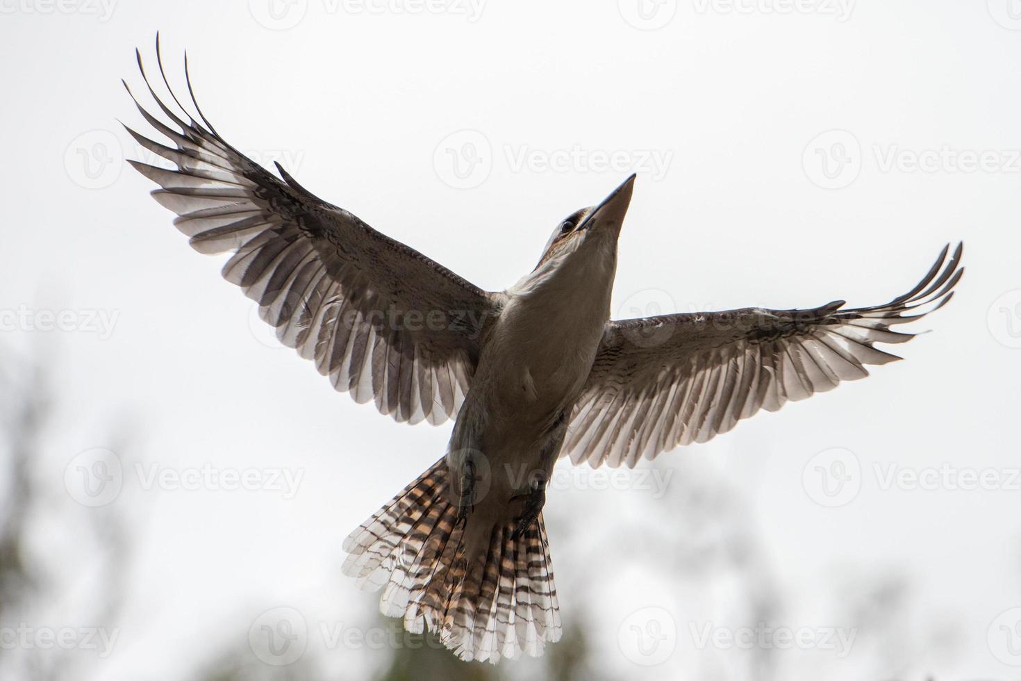 Kookaburra Australia laughing bird portrait photo