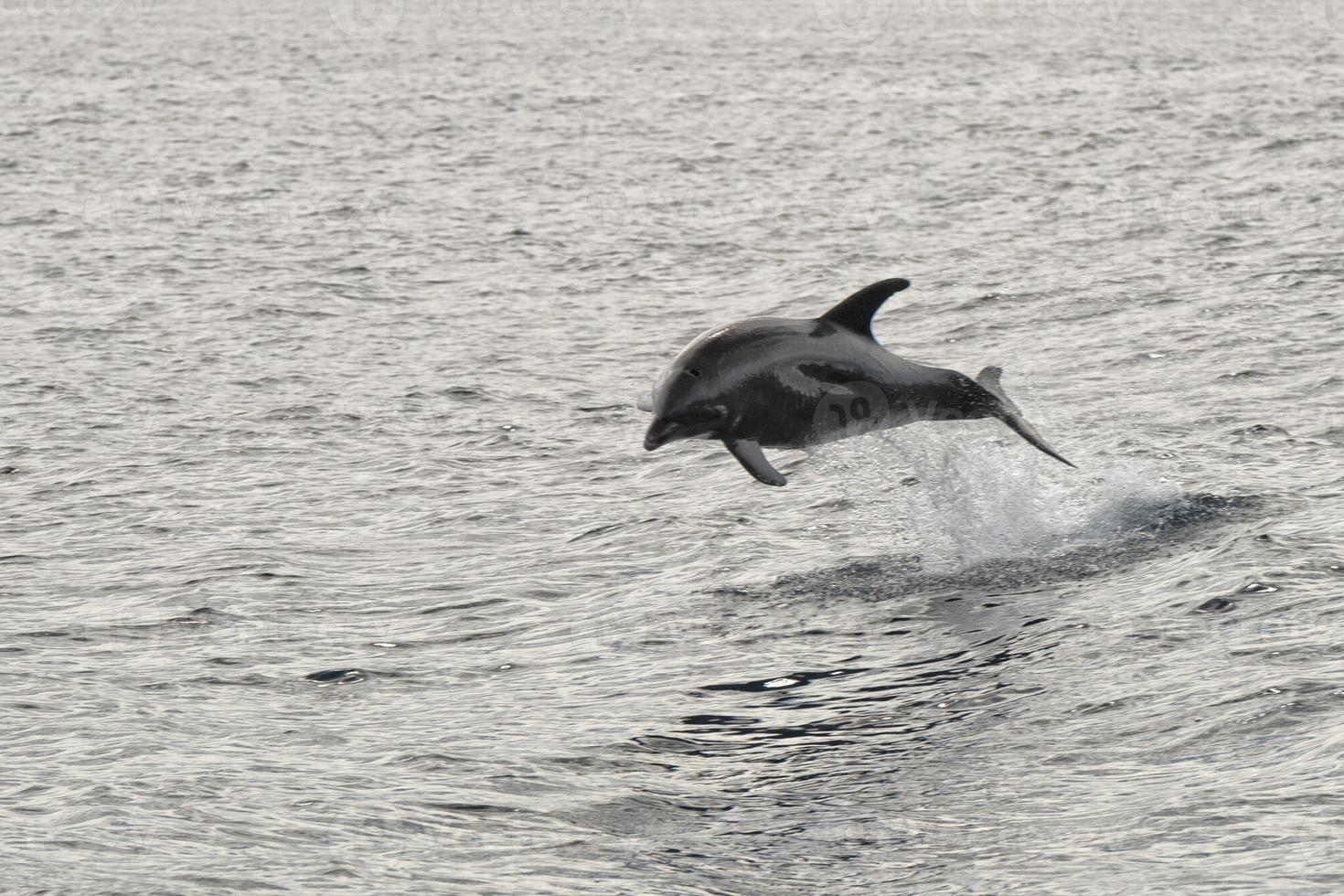 delfín saltando en el profundo azul mar foto