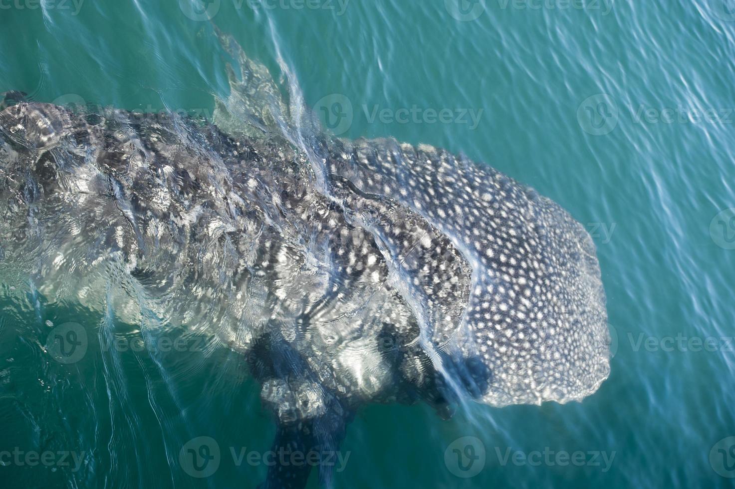 Whale Shark while eating 20177694 Stock Photo at Vecteezy