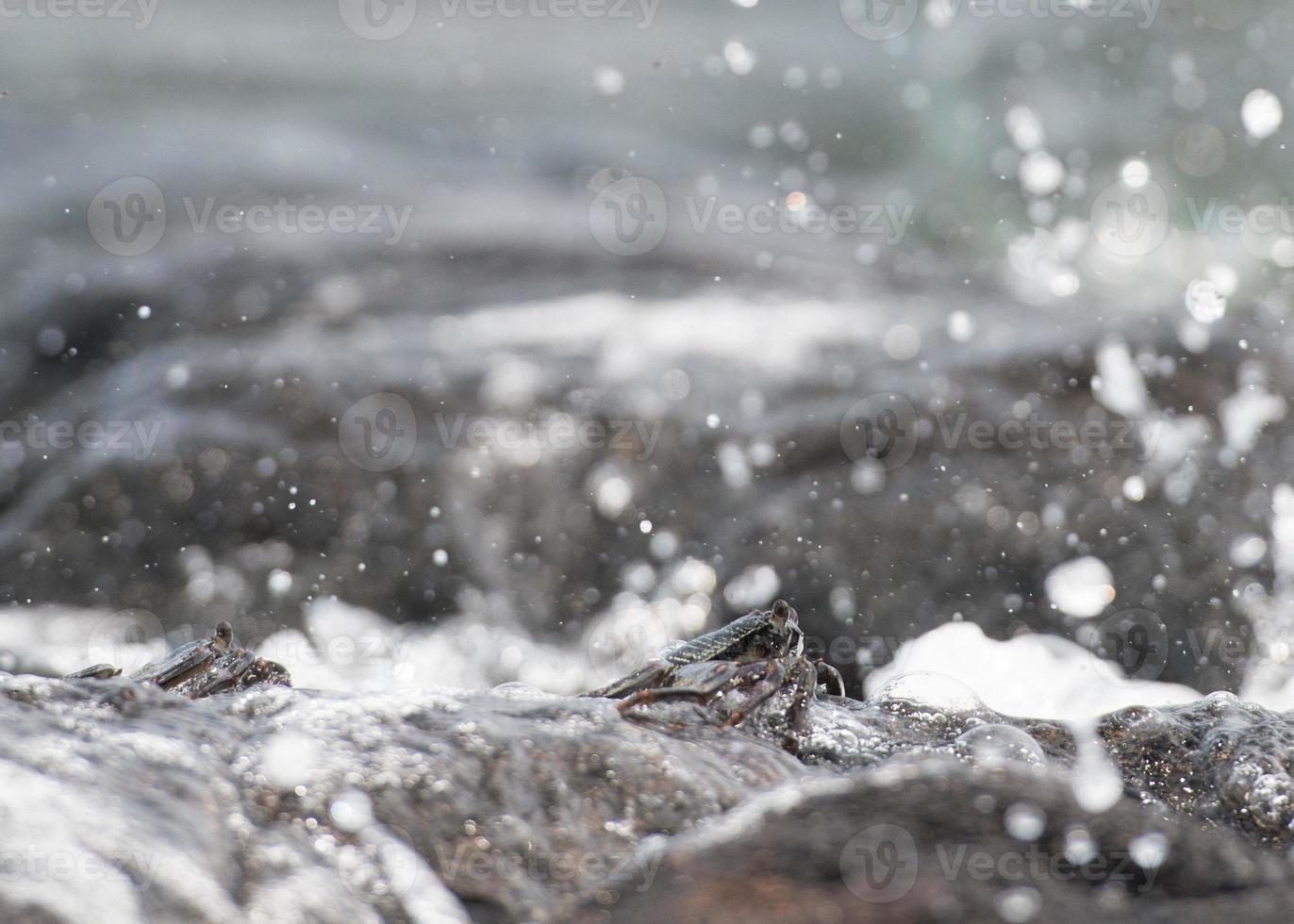 crab on the lava rocks in hawaii photo