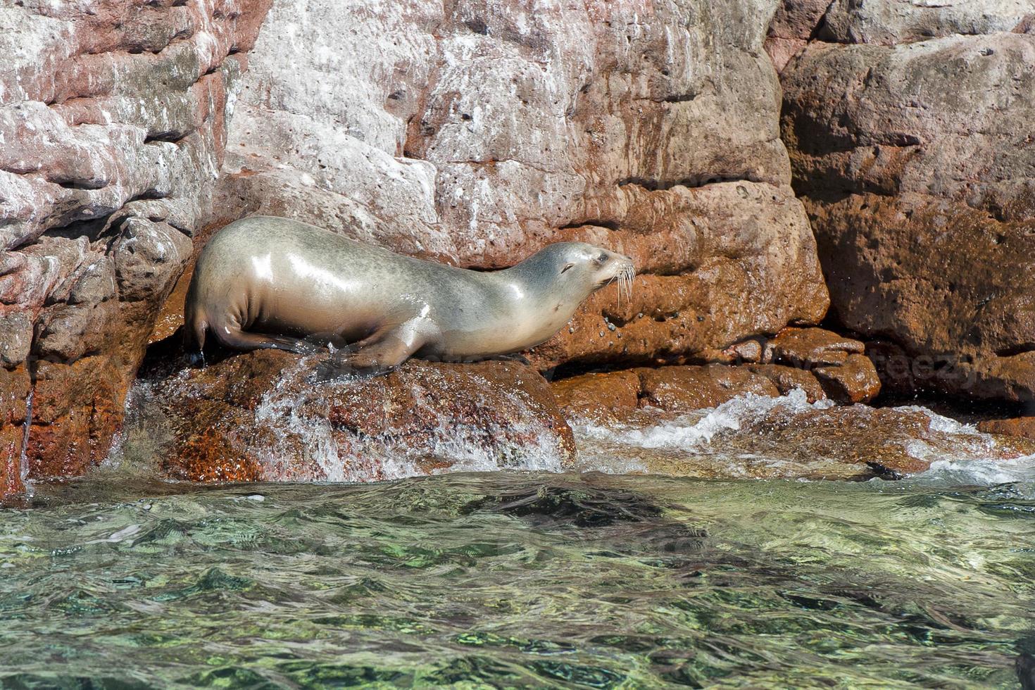 sea lion seals relaxing in baja california photo