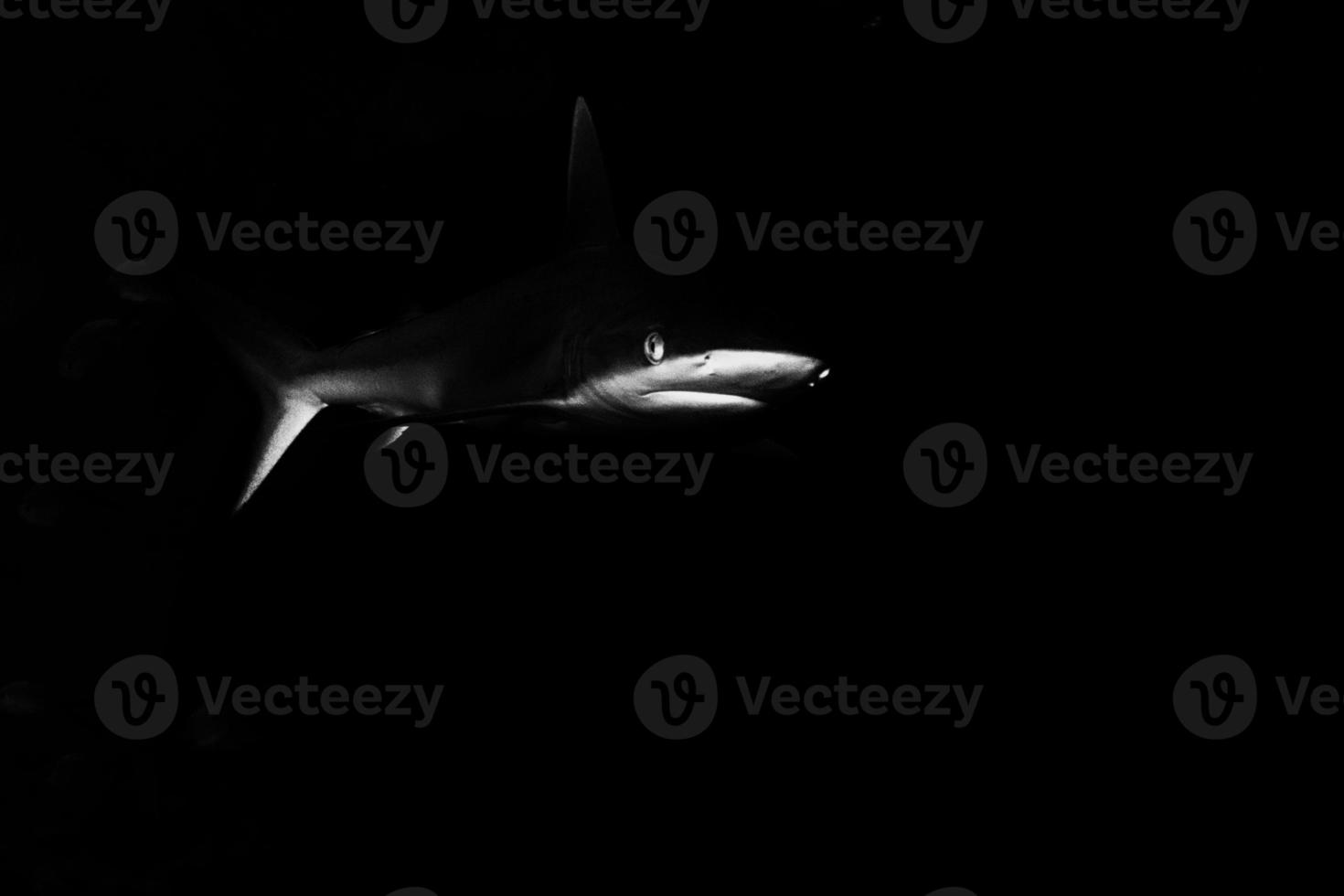 Grey shark jaws ready to attack underwater close up portrait photo