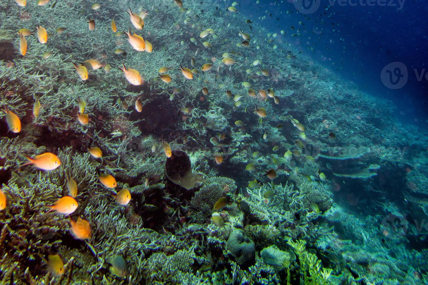 diving in colorful reef underwater photo