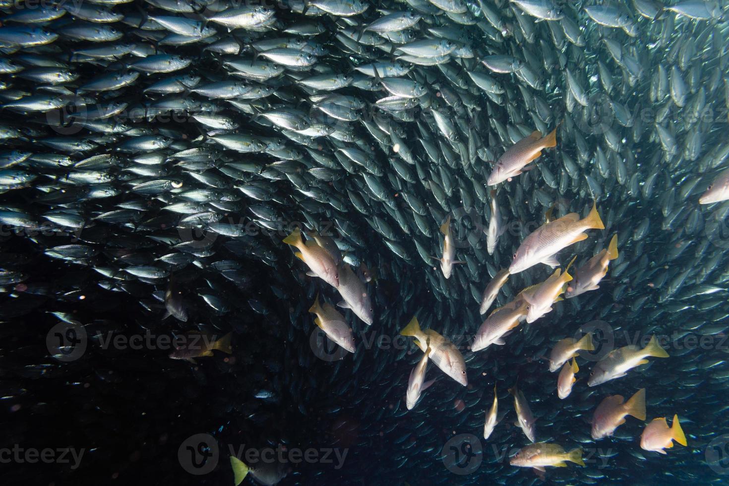 Inside a school of fish underwater photo
