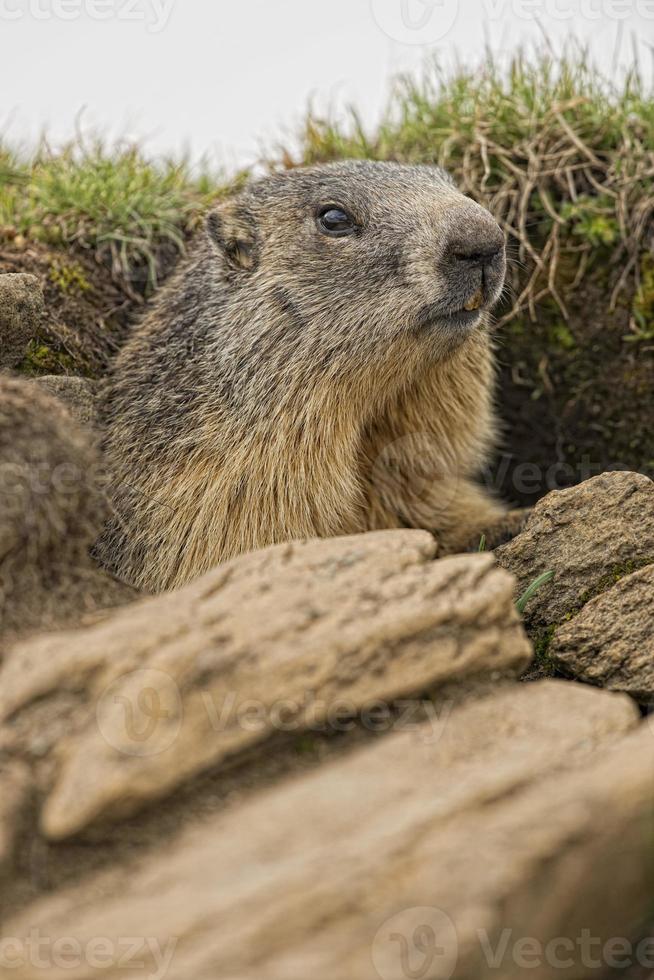 Isolated marmot portrait outside its rocks nest photo