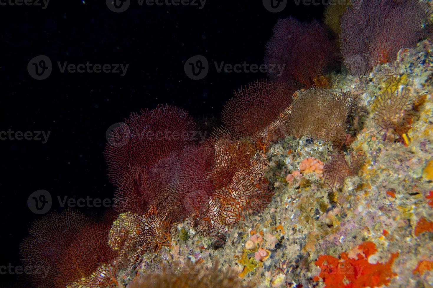 Gorgonia coral on the deep blue ocean photo