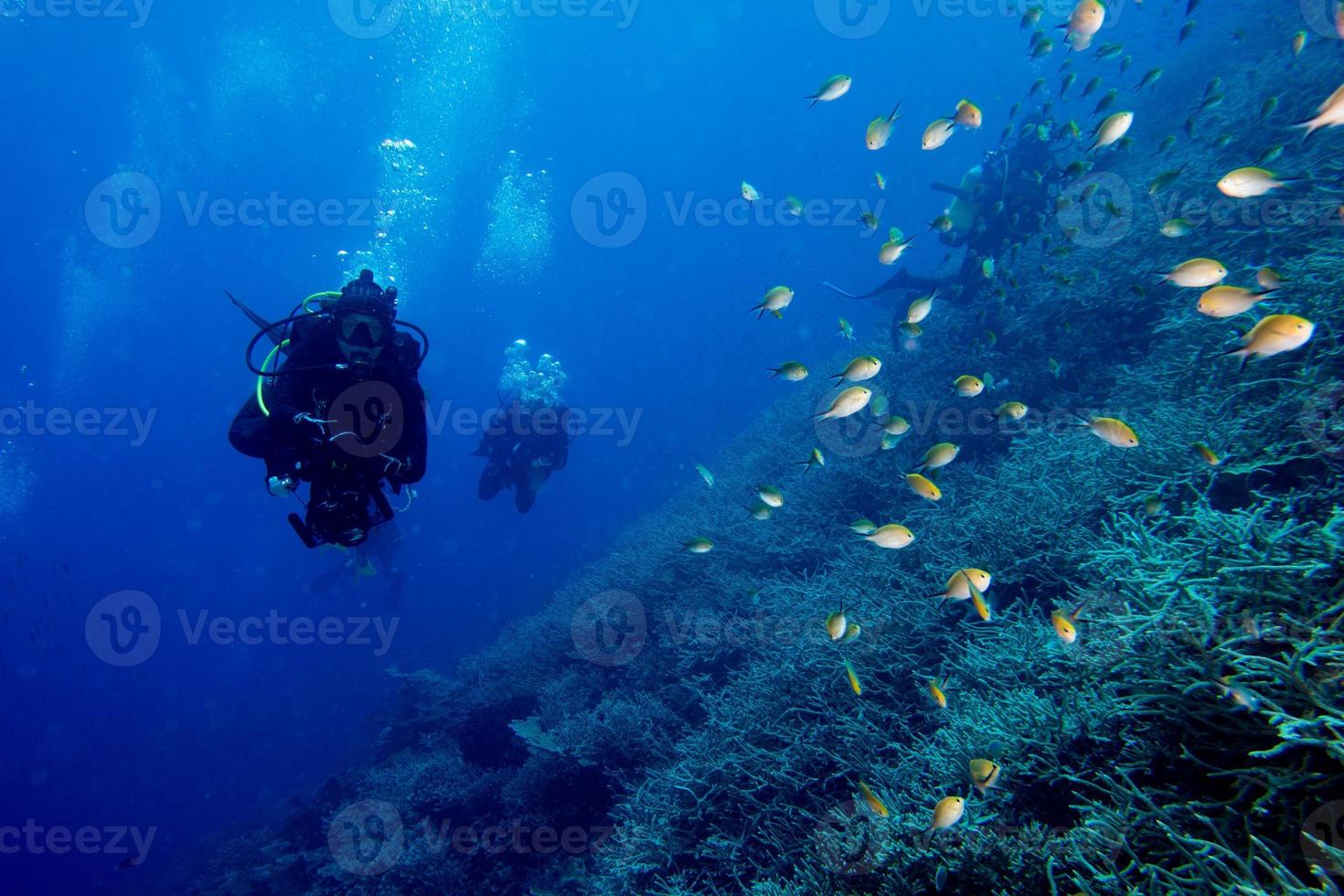 scuba diver in fish and corals reef background photo