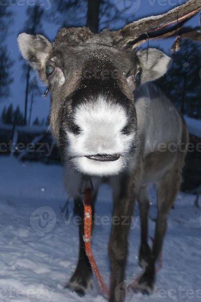 reindeer portrait in winter snow time photo