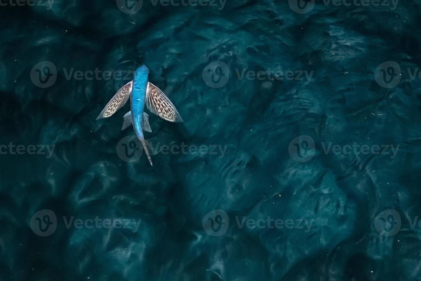 volador pescado a noche foto