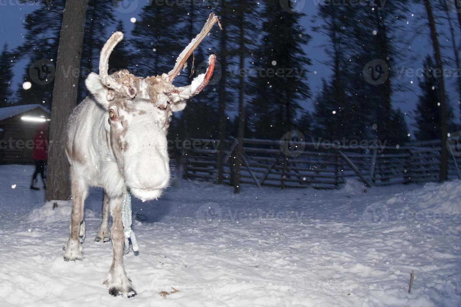 reindeer portrait in winter snow time photo