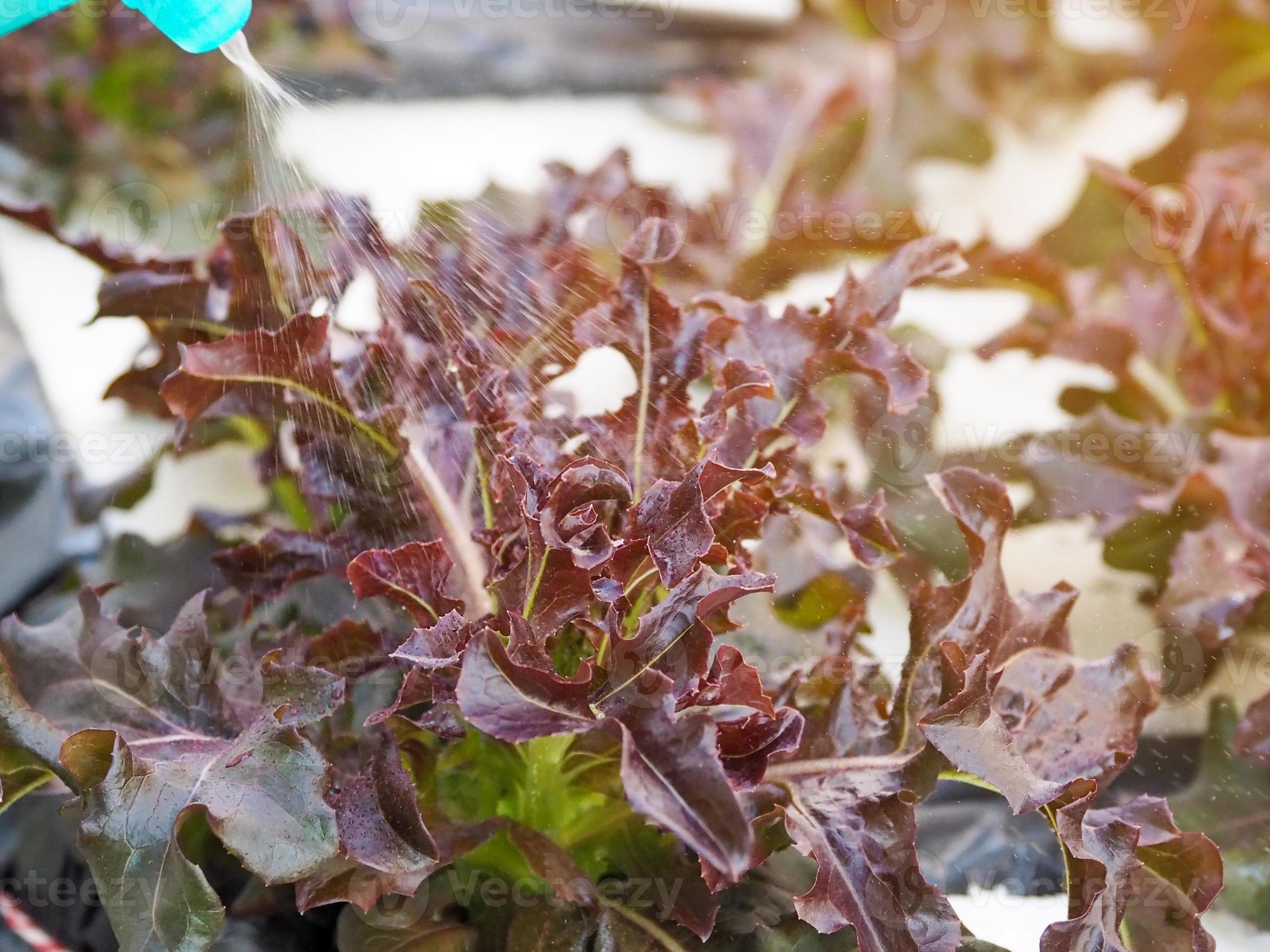 Purple hydroponics vegetables that are sprayed with water to add