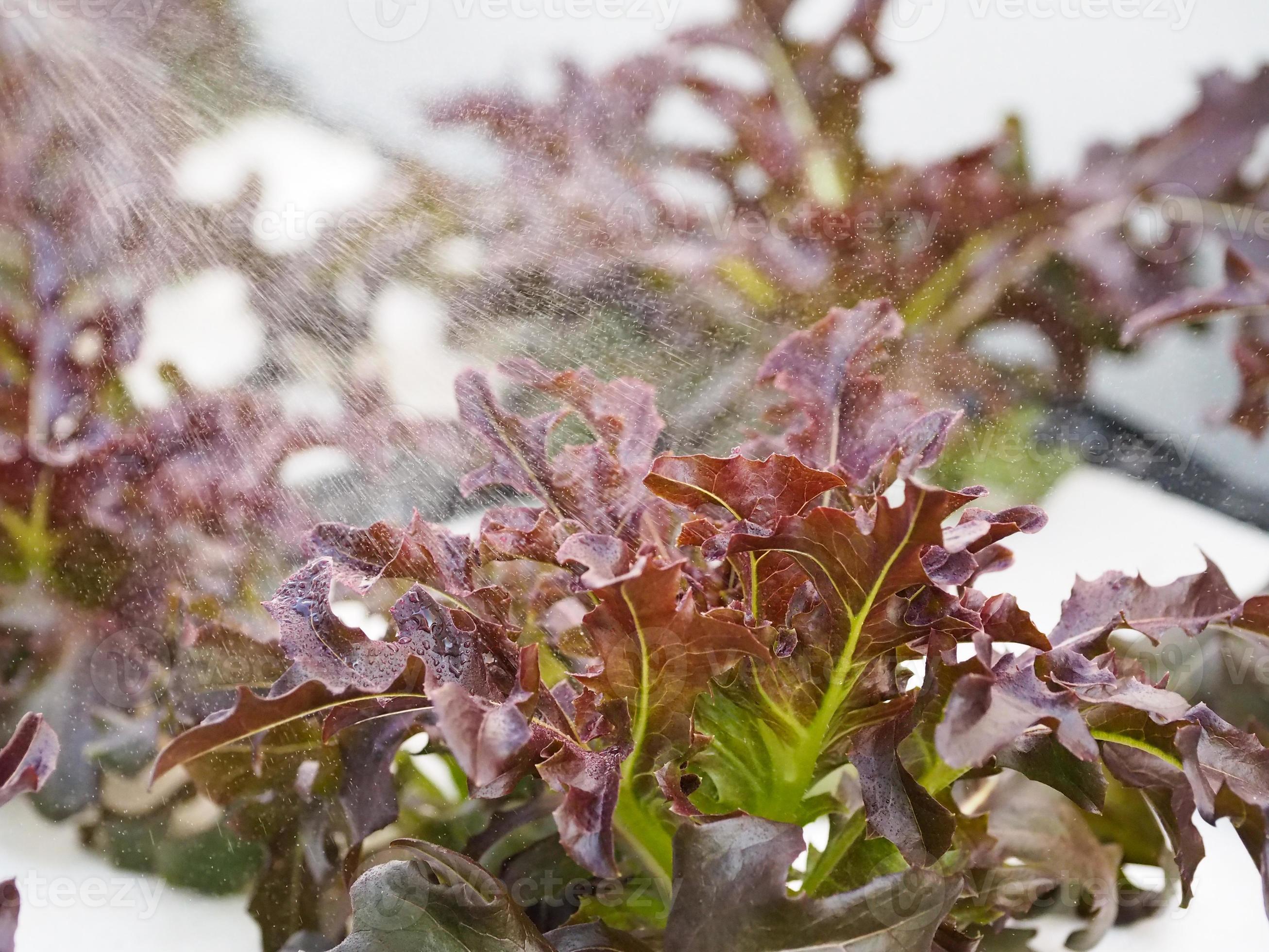 Purple hydroponics vegetables that are sprayed with water to add