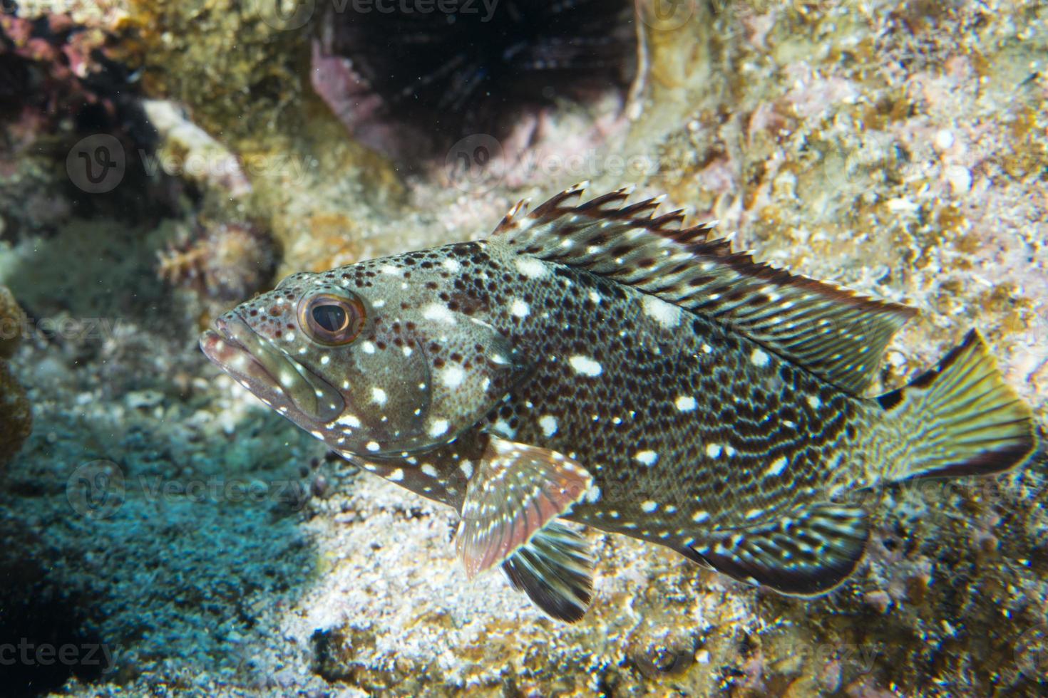 Isolated colorful grouper in the blue background photo