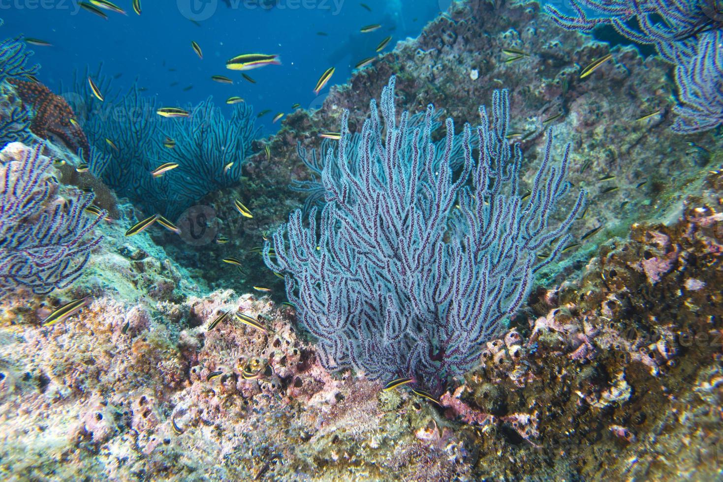 A colorful gorgonia coral 20177947 Stock Photo at Vecteezy
