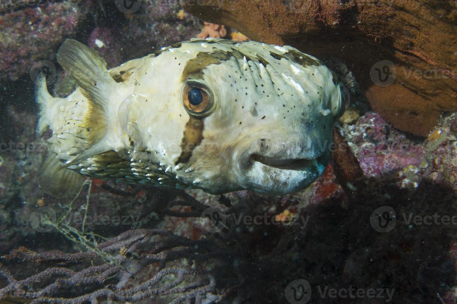 Box fish underwater portrait photo