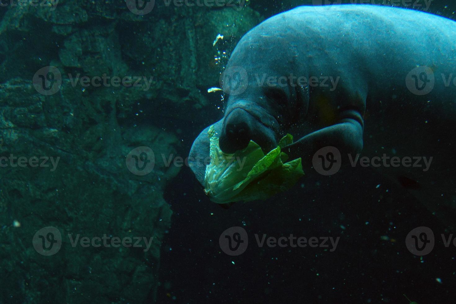 manatee close up portrait while eating photo