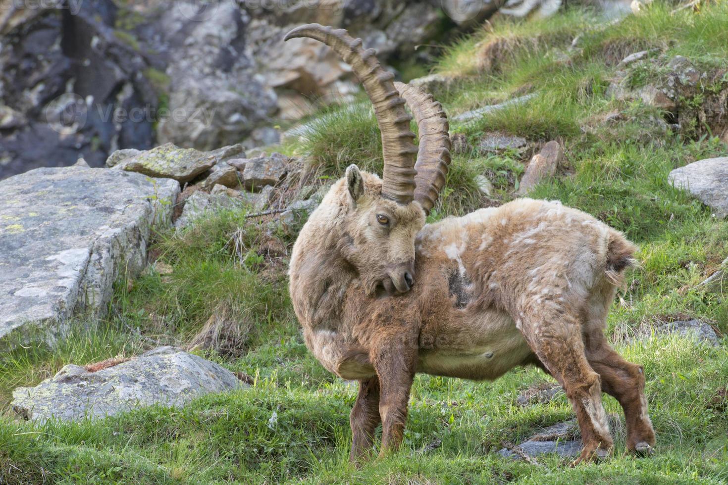 Isolated ibex long horn sheep Steinbock photo