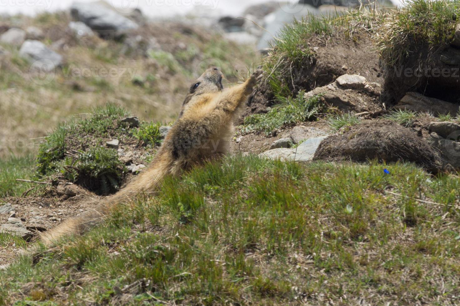 A Marmot while streching photo