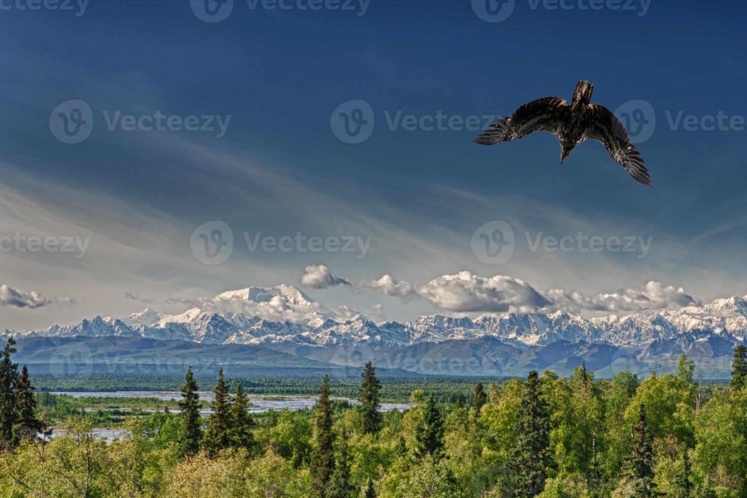 Isolated Eagle flying over blue sky in Alaska near McKinley photo