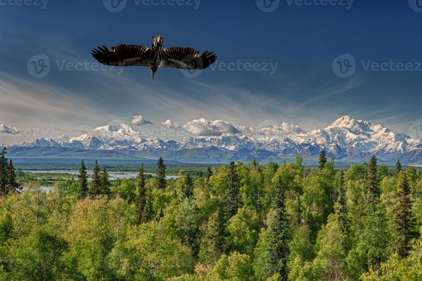 Isolated Eagle flying on blue sky background photo