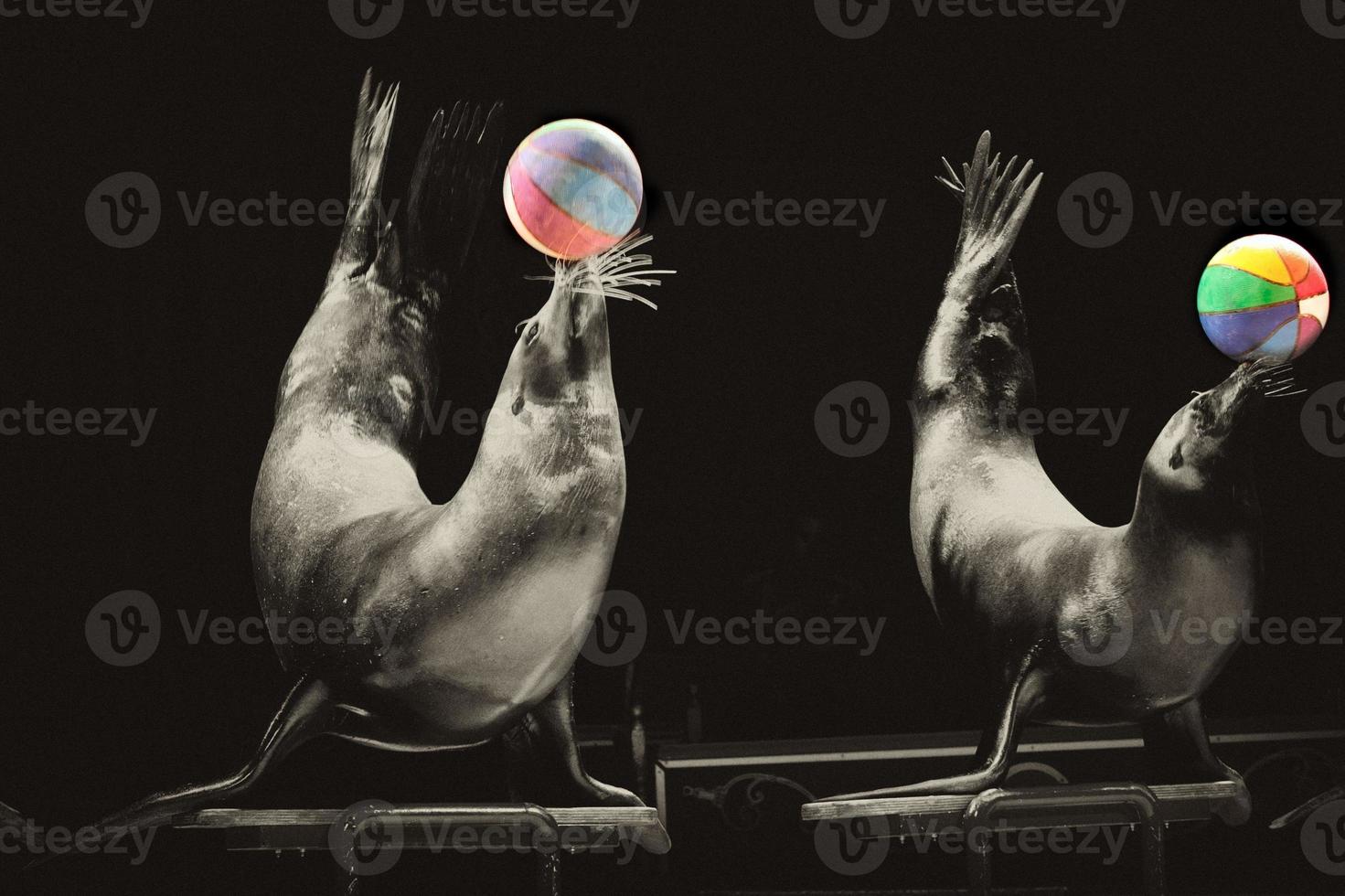 Circus Seal while playing on the black background photo