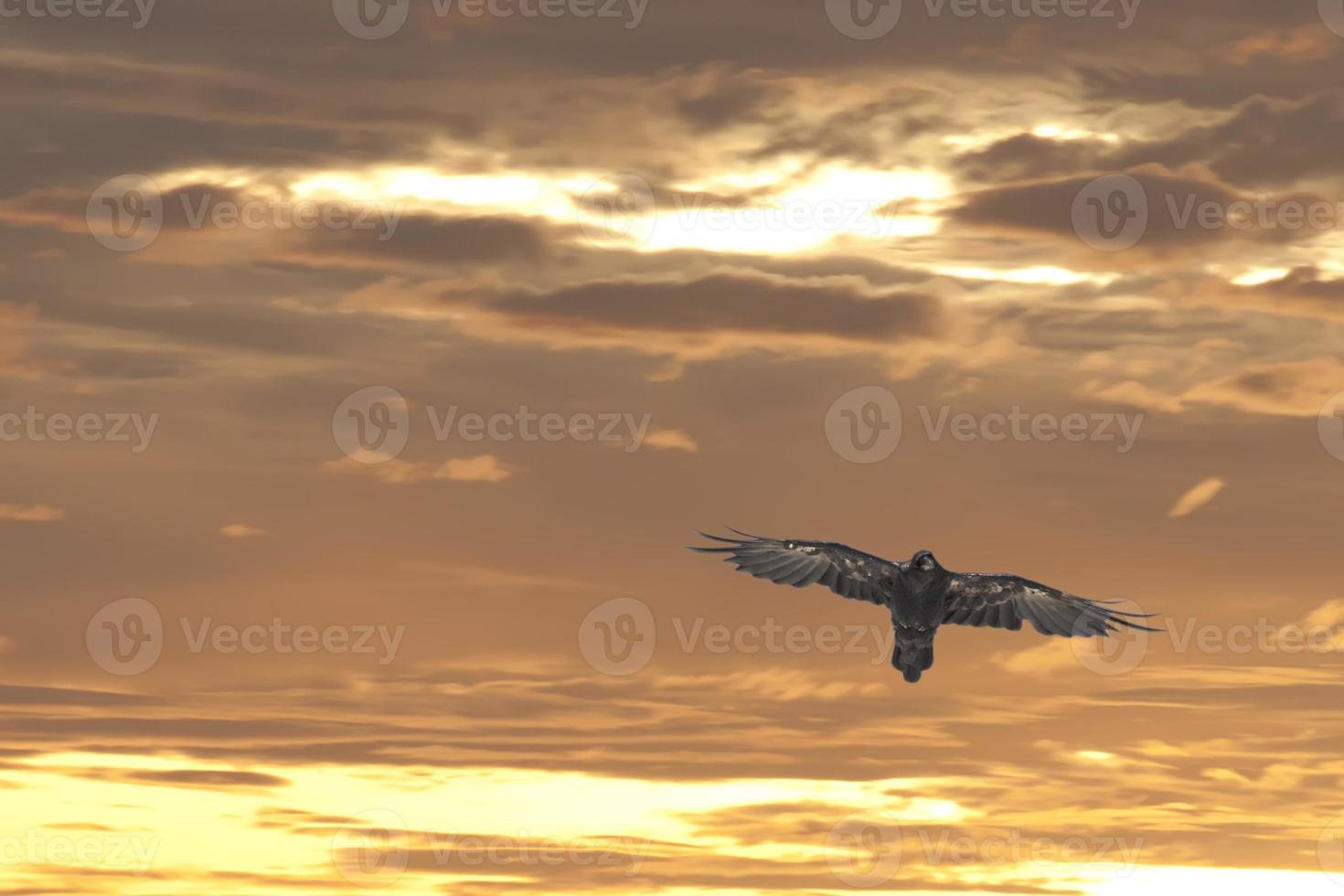 Emperor Eagle on the gold sunset background photo