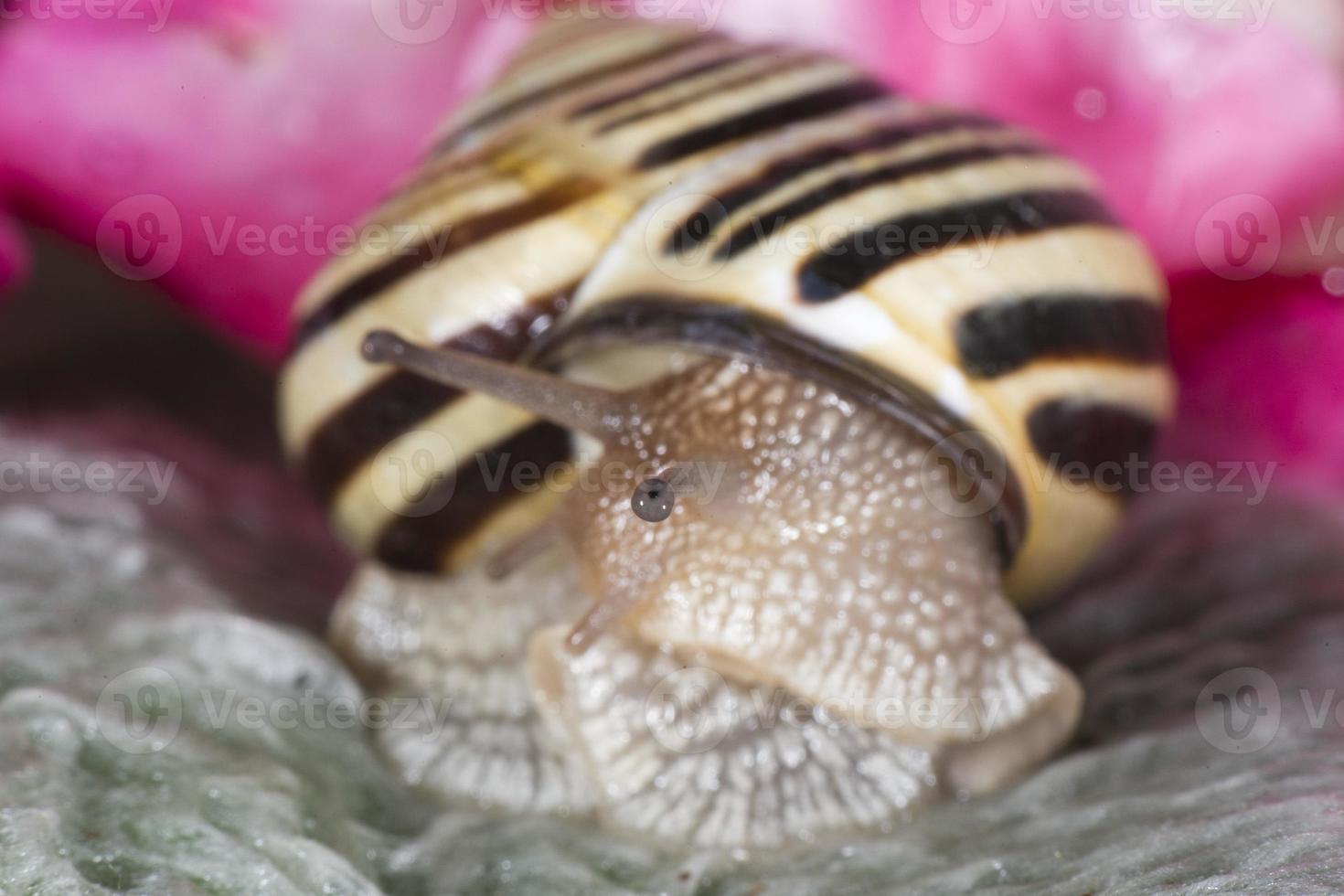 Antenna snail close up portrait photo