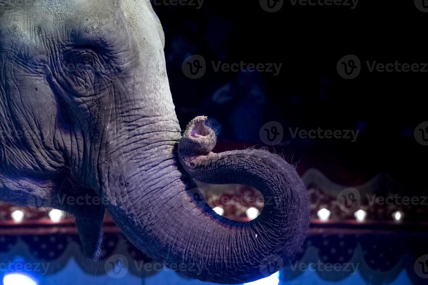 Circus Elephant Truck close up portrait photo