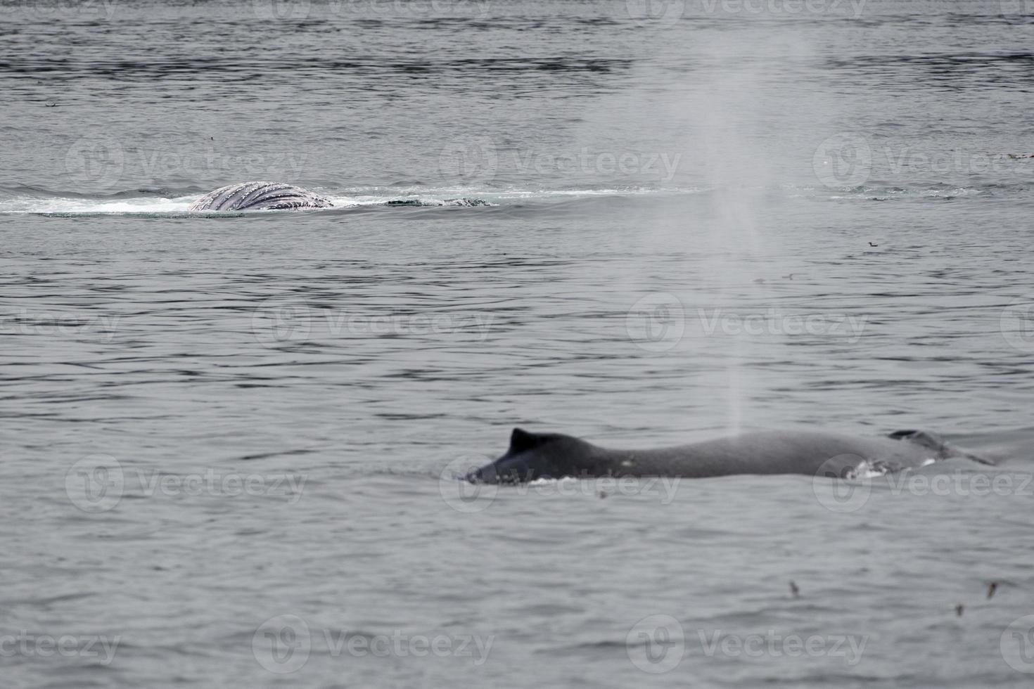 Humpback whale in Alaska 20178175 Stock Photo at Vecteezy