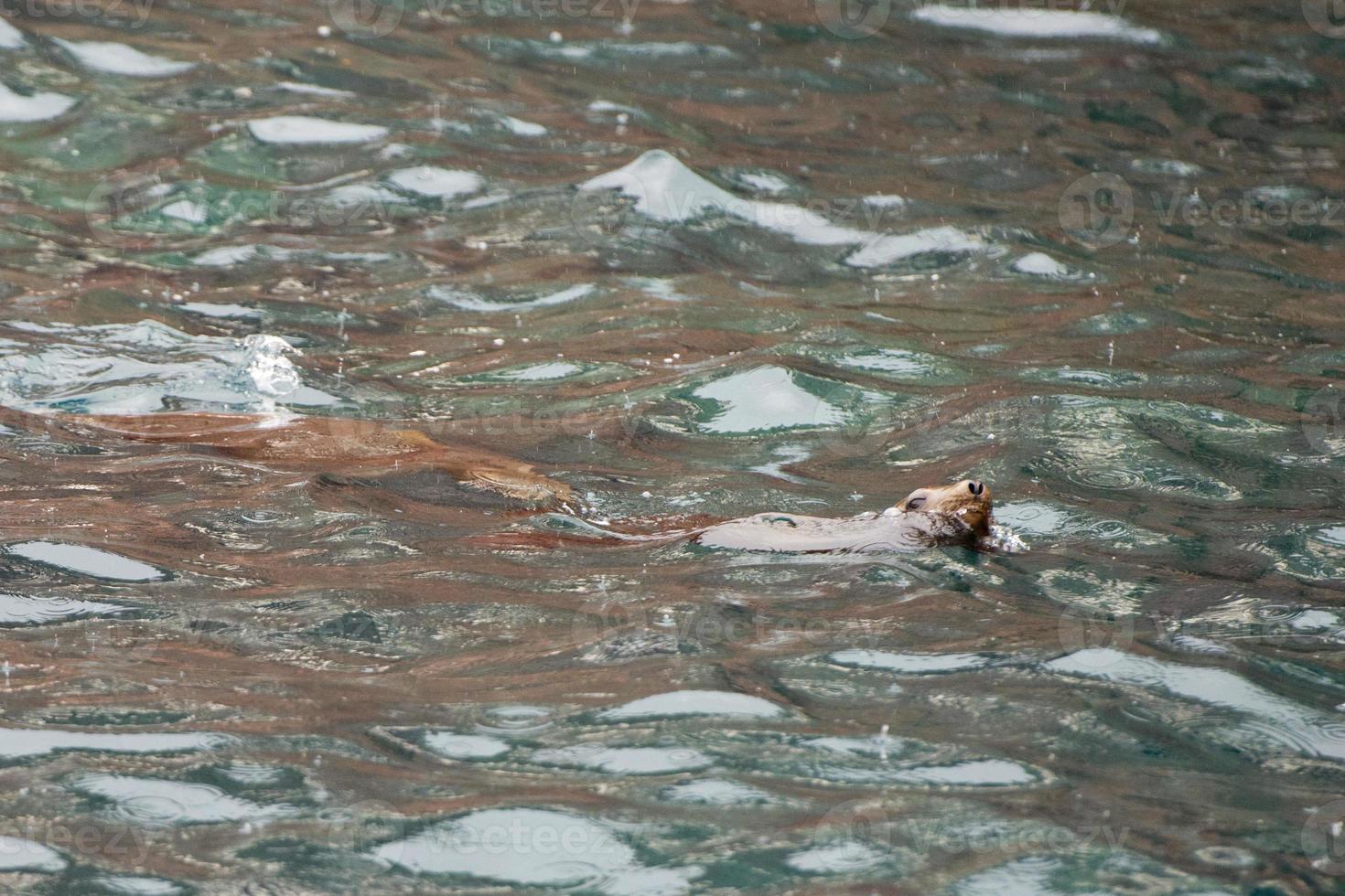 sea lion seals while swimming photo