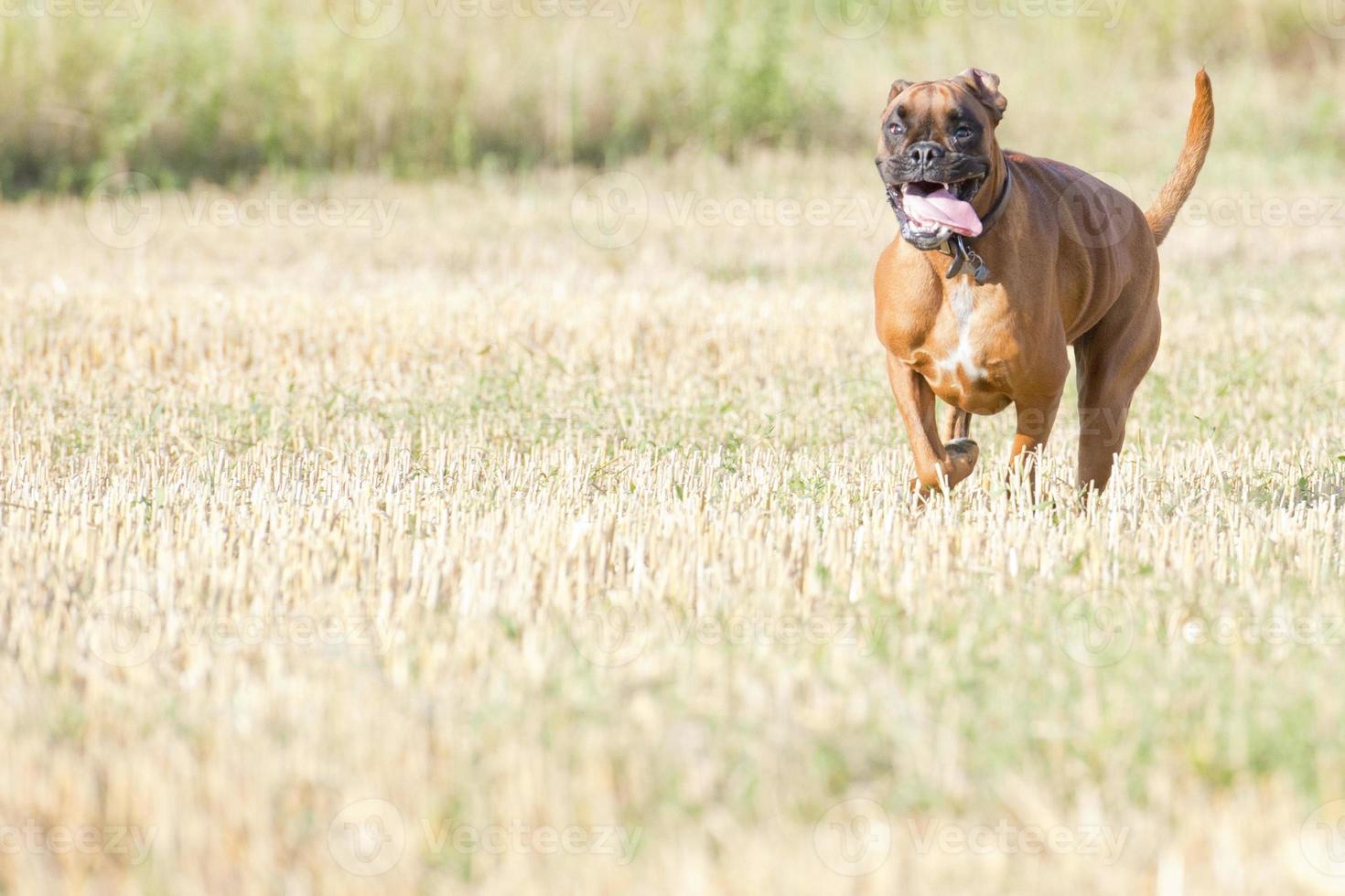 A boxer young puppy dog while running photo