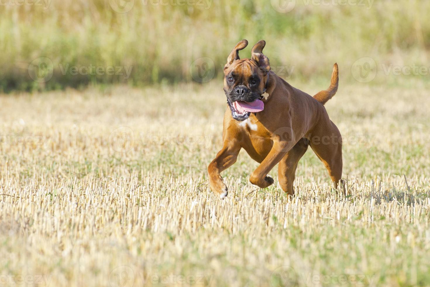 A boxer young puppy dog while running photo