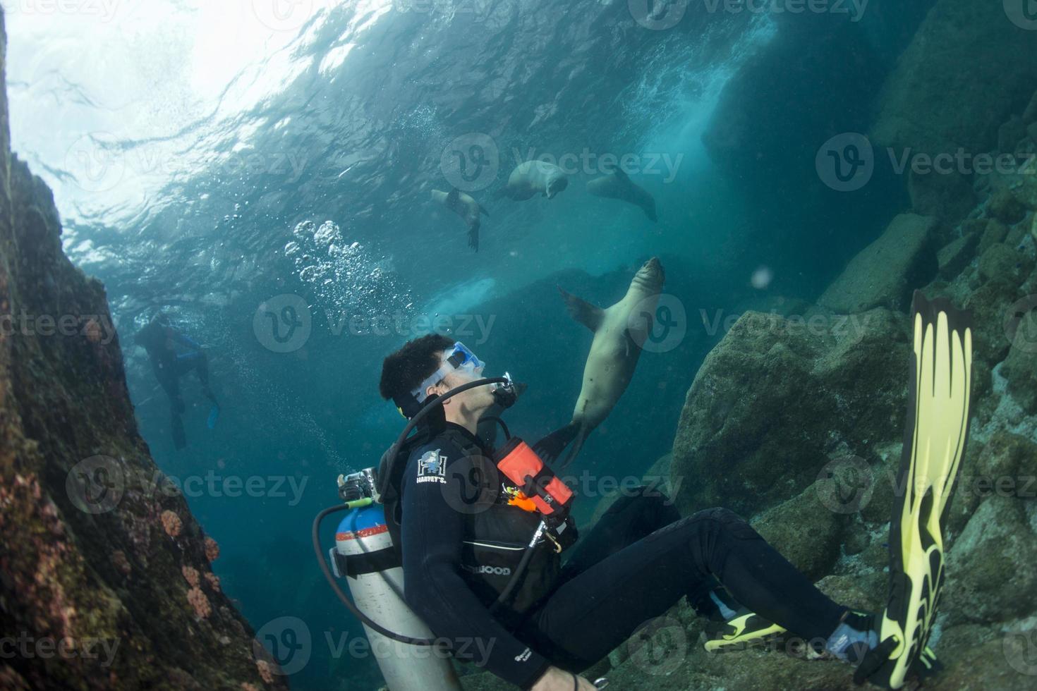 lobo marino bajo el agua mirándote foto
