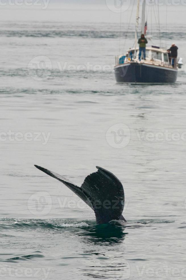 Humpback whale tail going down near a boat glacier bay Alaska photo