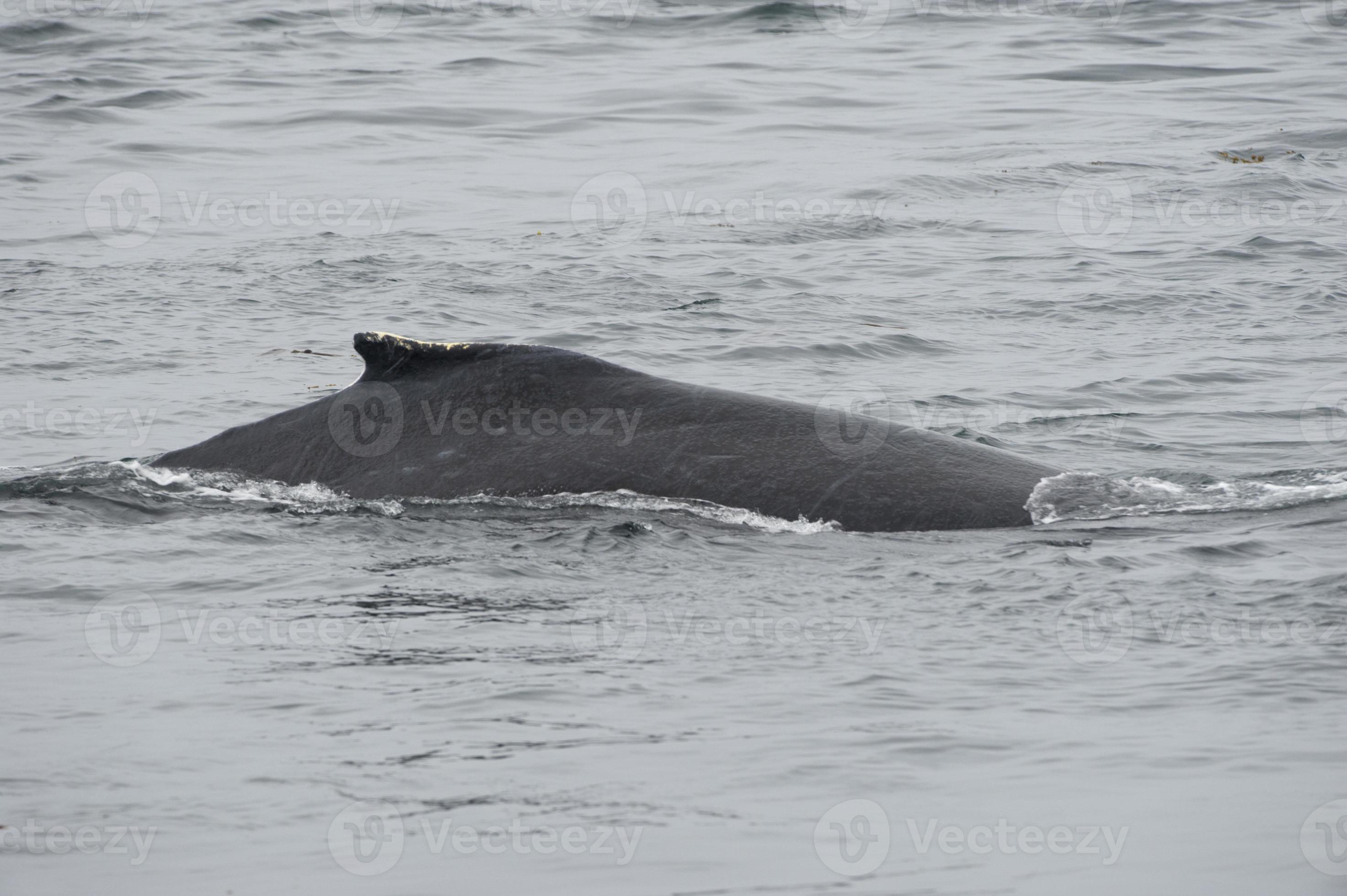 Humpback whale in Alaska 20178209 Stock Photo at Vecteezy