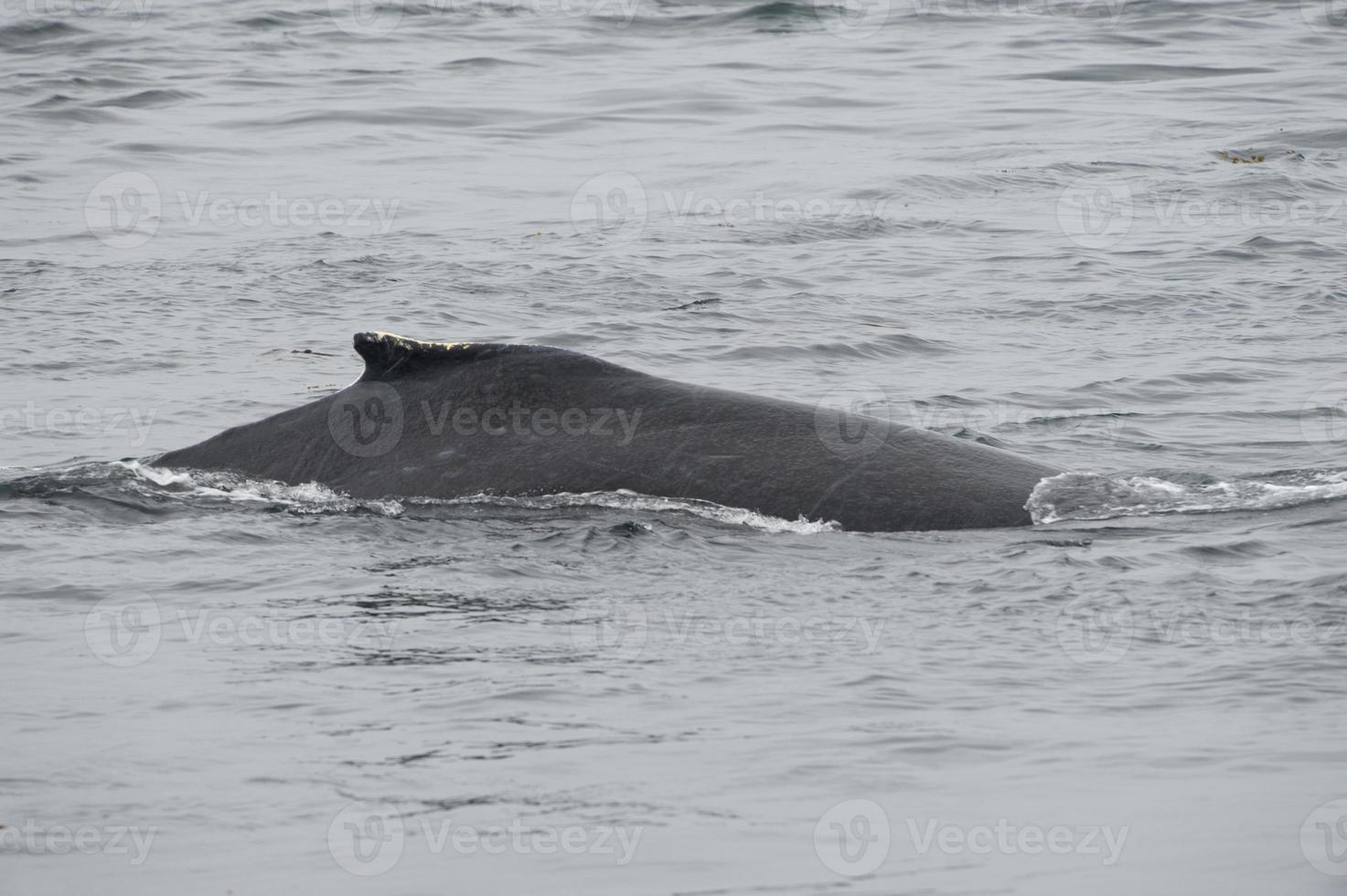 Humpback whale in Alaska photo