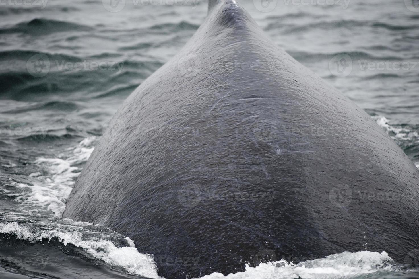 Humpback whale in Alaska photo