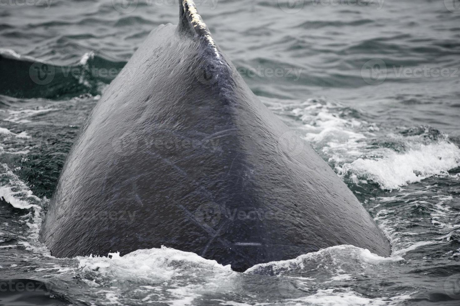 Humpback whale in Alaska photo