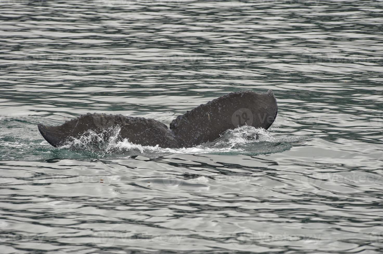 cola de ballena jorobada mientras baja en la bahía glaciar alaska foto